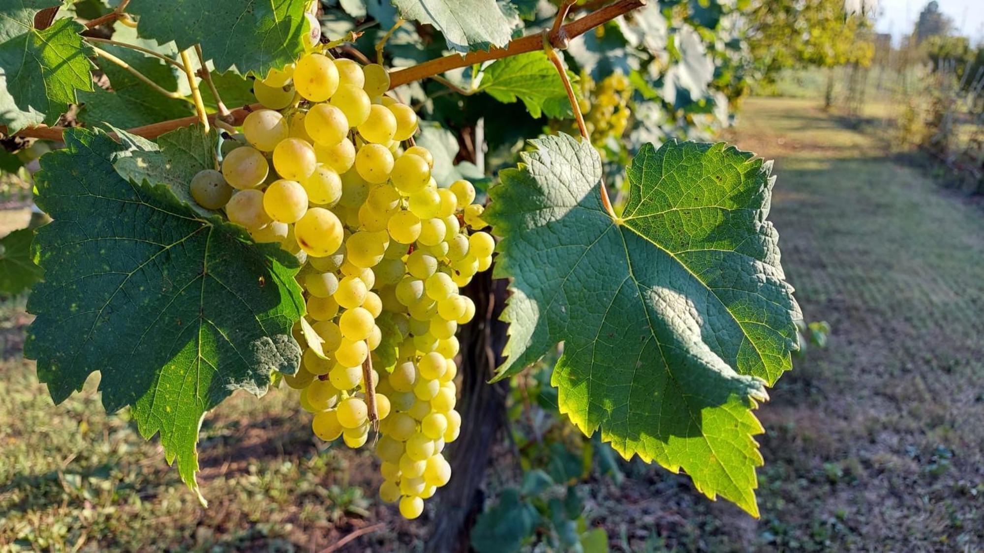 Gocce Balsamiche Leilighet Ravarino Eksteriør bilde